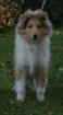 Colliejunghunde Colliewelpen